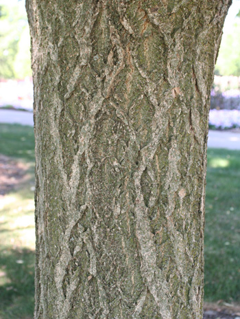 Bark - Amur Corktree