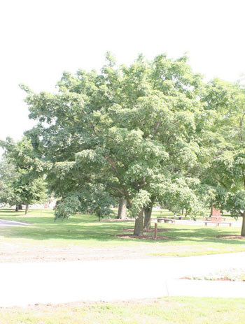 Summer '08 - Amur Corktree