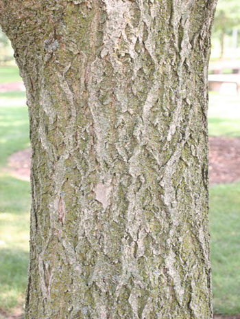 Summer '08 Bark - Amur Corktree