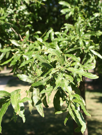 Leaf - Willow Oak