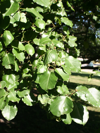 Leaf - Bradford Pear