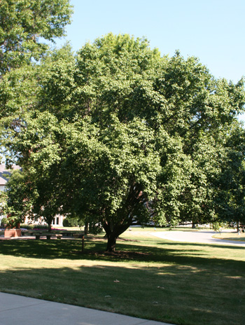 Summer - Bradford Pear