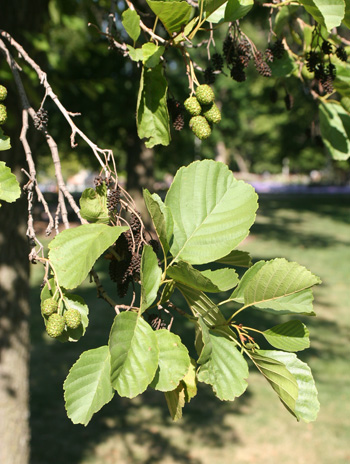 Leaf - Common Alder