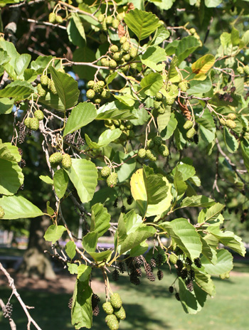 Fruit - Common Alder