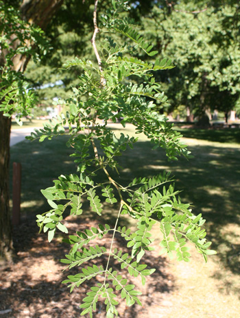 Leaf - Thornless Honeylocust