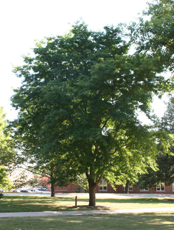 Summer - Thornless Honeylocust