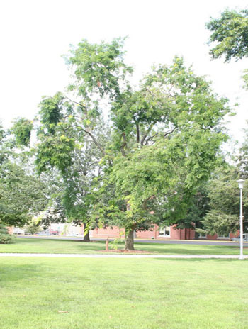 Summer '08 - Thornless Honeylocust