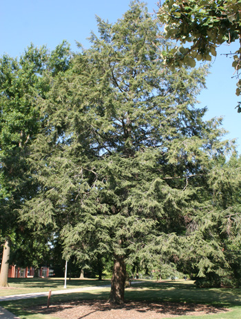 Summer - Canadian Hemlock