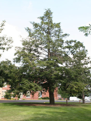 Summer '08 - Canadian Hemlock