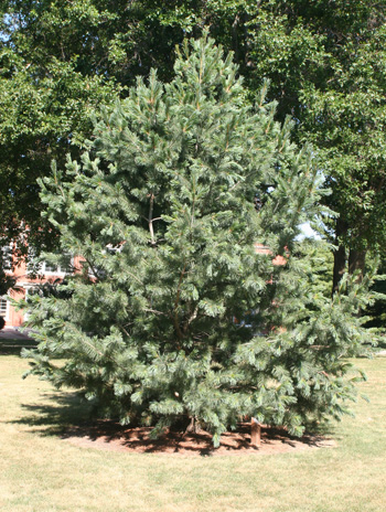 Summer - Limber Pine