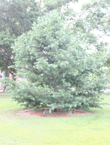 Summer '08 - Limber Pine