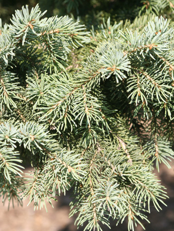 Leaf - White Spruce