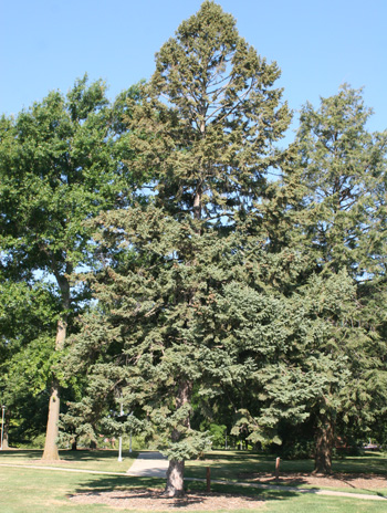 Summer - White Spruce