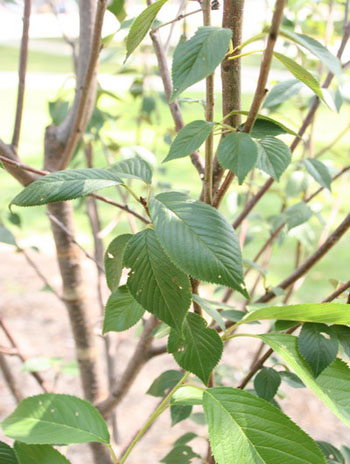 Summer '08 Leaf - Yoshino Cherry