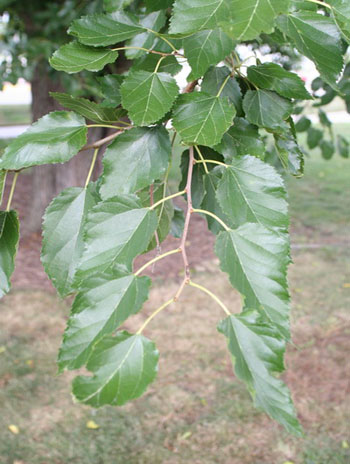 Summer '08 Leaf - Red Mulberry