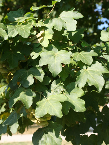 Leaf - Hedge Maple