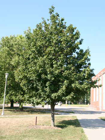 Summer - Hedge Maple