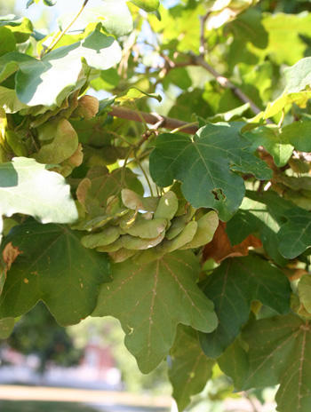 Fruit - Hedge Maple