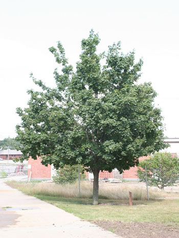 Summer '08 - Hedge Maple