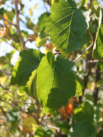 Leaf - Turkish Filbert