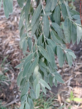 Leaf - Russian Olive