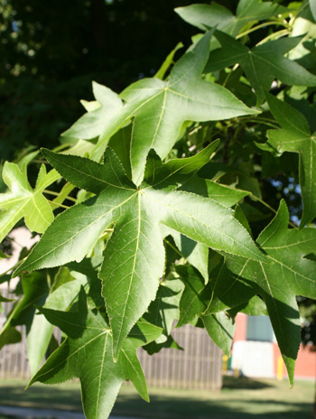 Leaf - American Sweetgum