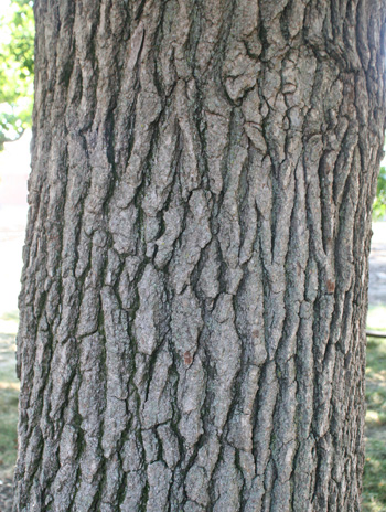 Bark - American Sweetgum