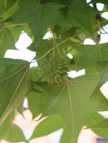 Summer '08 Fruit - American Sweetgum