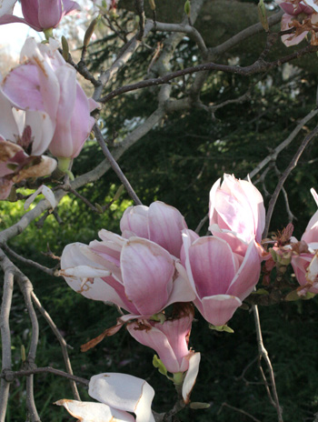 Flower - Saucer Magnolia