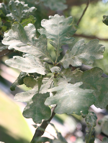 Leaf - English Oak