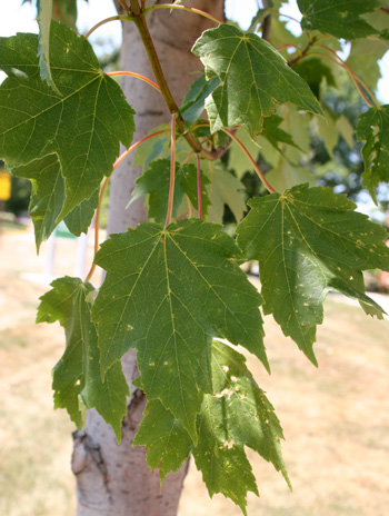 Leaf - Red Maple