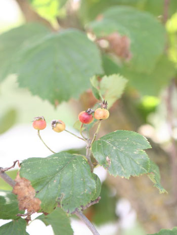 Summer '08 Fruit - Downy Hawthorn