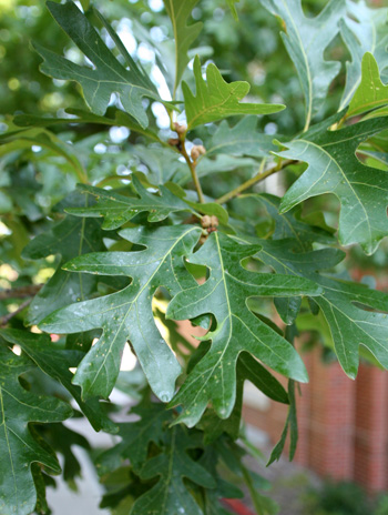 Leaf - White Oak