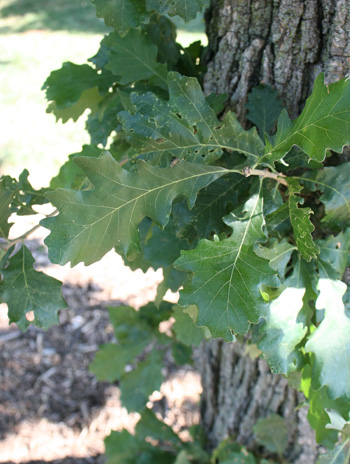Leaf - Bur Oak