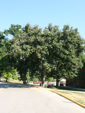 Summer - Bur Oak