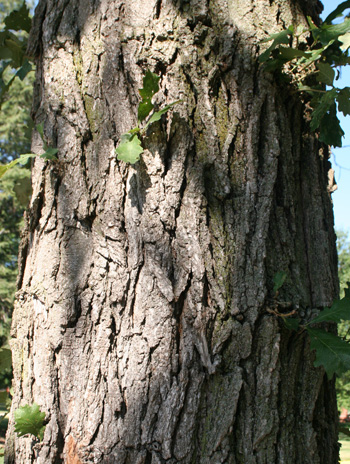 Bark - Bur Oak