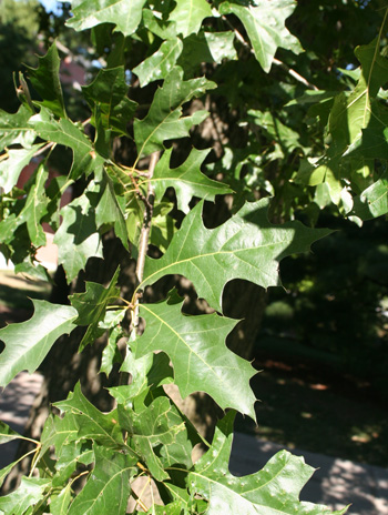Leaf - Pin Oak