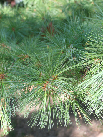 Leaf - Eastern White Pine
