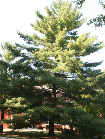 Summer - Eastern White Pine