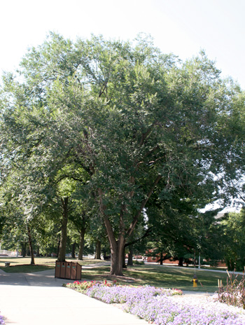 Summer - Siberian Elm