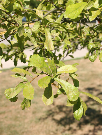 Leaf - Water Oak