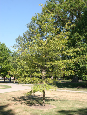 Summer - Water Oak