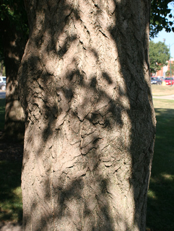 Bark - Ginkgo (Maidenhair Tree)