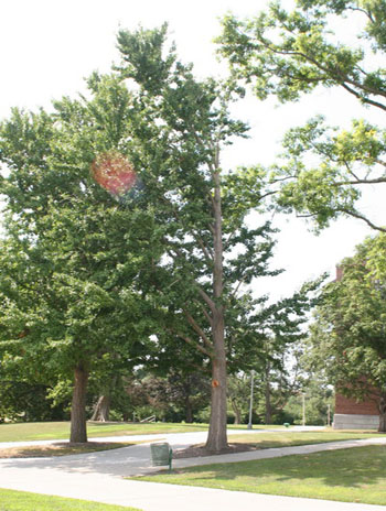 Summer - Ginkgo (Maidenhair Tree)
