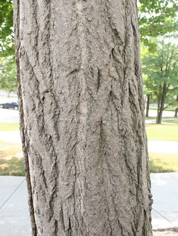 Summer '08 - Ginkgo (Maidenhair Tree)