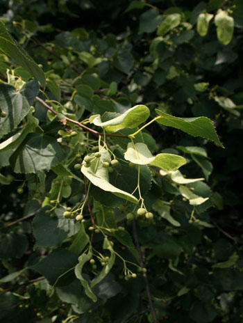 Summer '08 Fruit - Littleleaf Linden