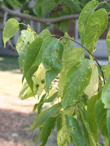 Leaf - Common Hackberry