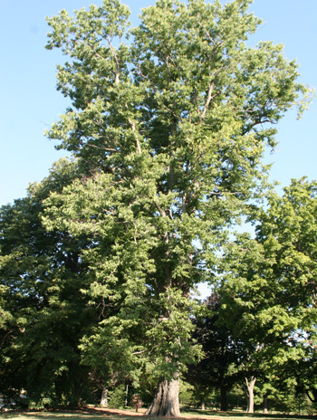 Summer - Common Hackberry