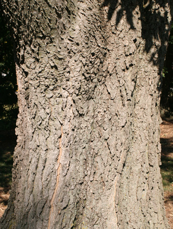 Bark - Common Hackberry