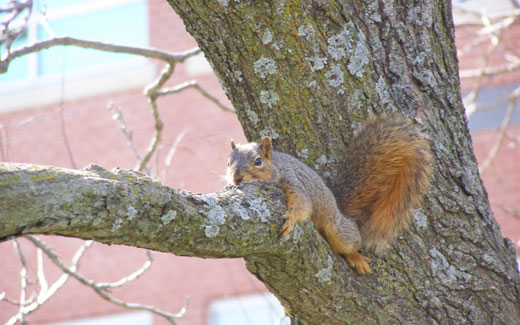 Northwest trees provide shade and shelter for many wild creatures including squirrels and a wide variety of birds.